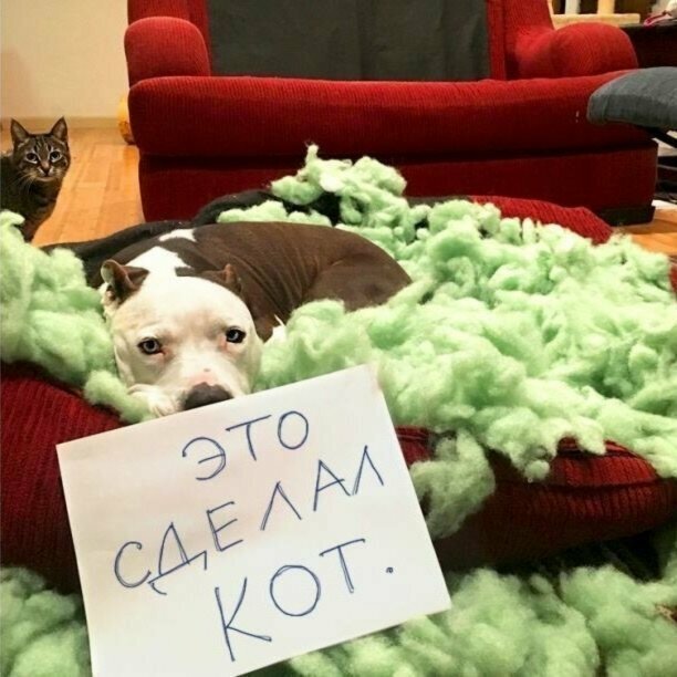 «Ни стыда ни совести»: фото питомцев, которые нашкодили и ни капли об этом не жалеют