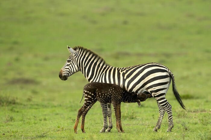 Малыш почти во всём похож на обычную зебру