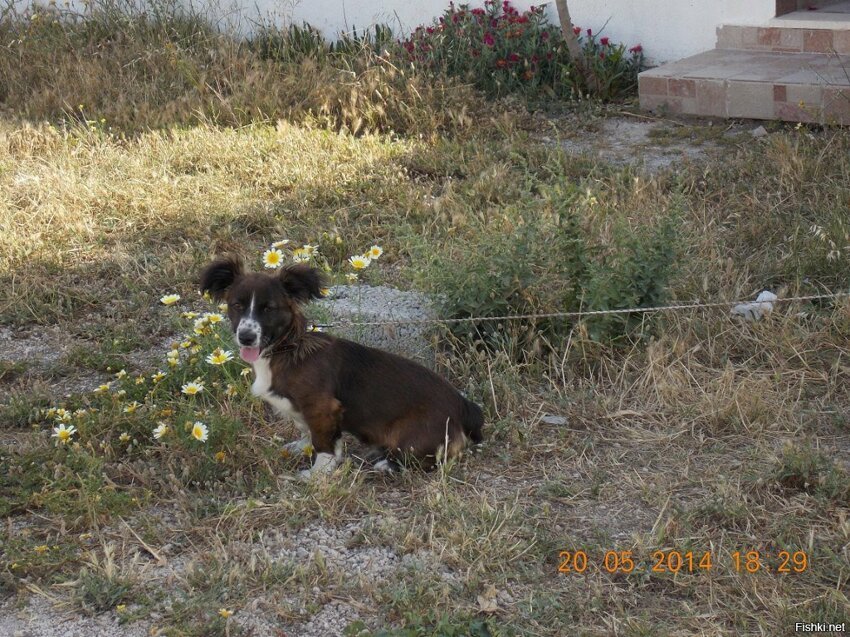 Милый собакен на Санторини 