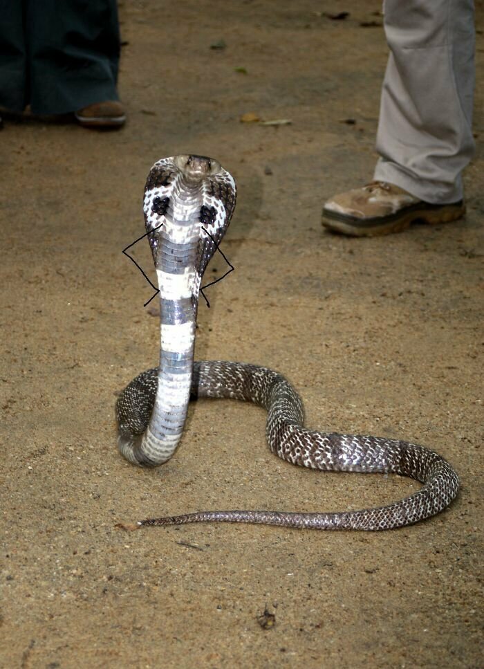 А что, если бы у змеи были руки?
