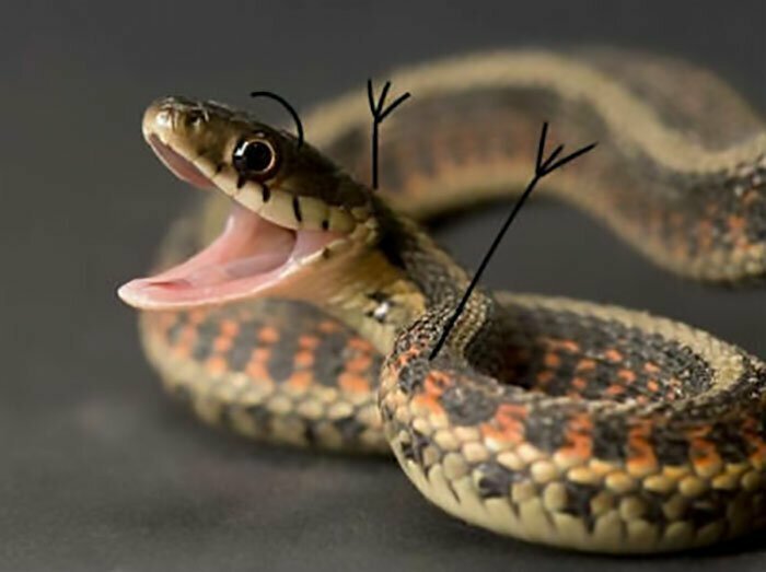 А что, если бы у змеи были руки?