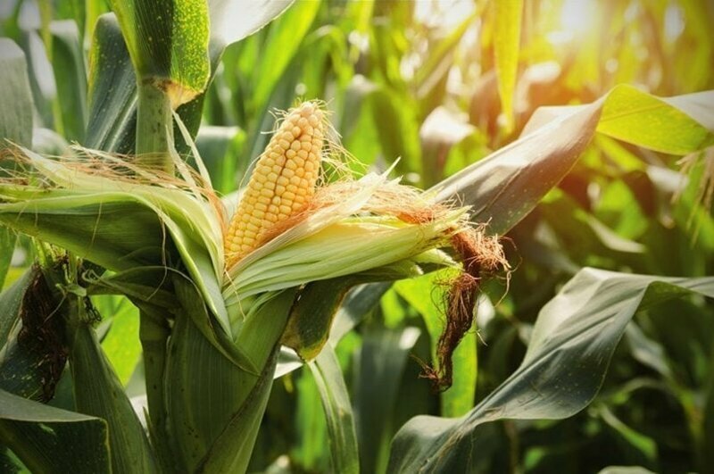 Почему кукуруза не размножается в дикой природе