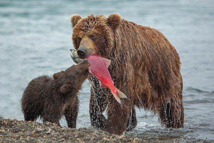 Зверские фото