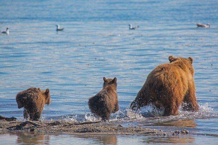 Зверские фото