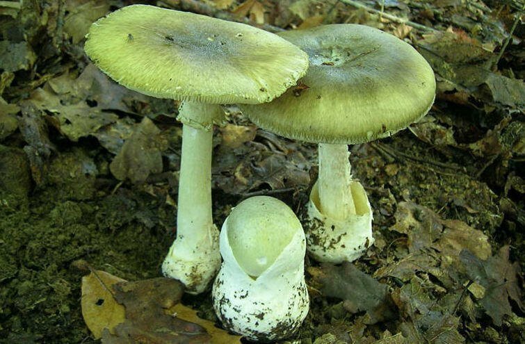 Самый опасный гриб в России