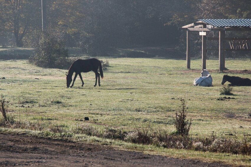 Если есть рай это краснодарский край. Краснодарский край это рай. Краснодарский край это рай Мем. 3 Диких животных в Абинске краснодарских рай. Если есть на свете рай это Краснодарский край фото