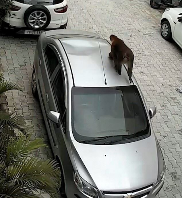В Индии самым страшным животным для всех автомобилистов является обезьяна, и вот почему