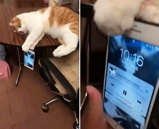И даже котик счастливчика крепко держит смартфон, чтобы не уронить