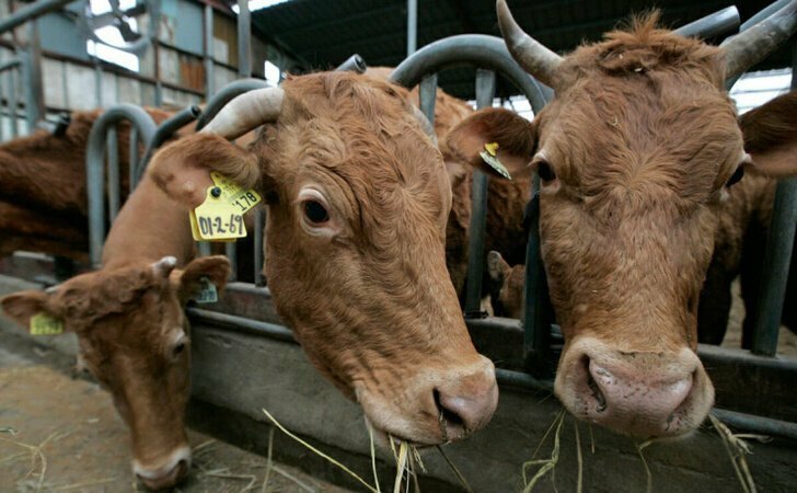 Новая мясная ферма на 900 голов открылась в Томской области