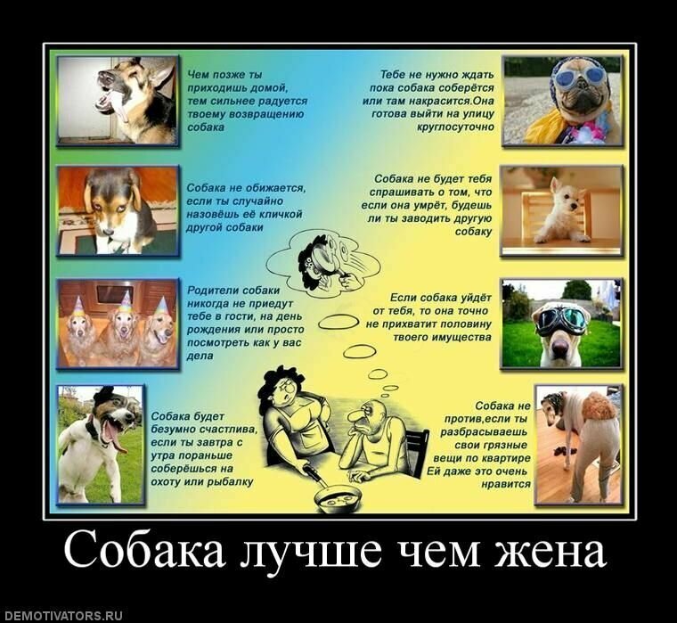 Образ собаки в демотиваторах от Водяной за 22 сентября 2019