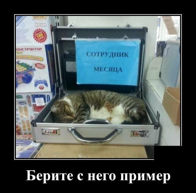 Образ кошки в демотиваторах