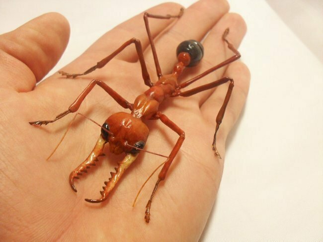 20. Укус черного муравья-бульдога может оказаться смертельным для человека. К счастью, на этот случай создано противоядие.