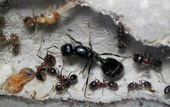 7. Рабочие муравьи живут до 3 лет, в то время как муравьиная королева может царствовать до 30 лет.