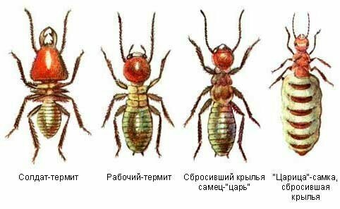 4. Многие считают термитов муравьями, хотя они даже не родственники. Ближайшие родственники термитов — тараканы.