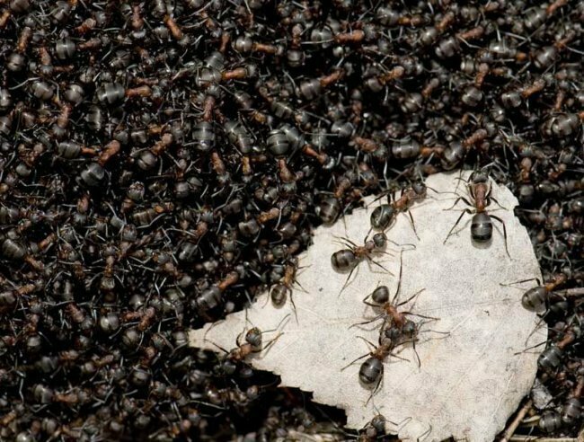 2. Колонии муравьев могут включать от десятка до нескольких миллионов особей.