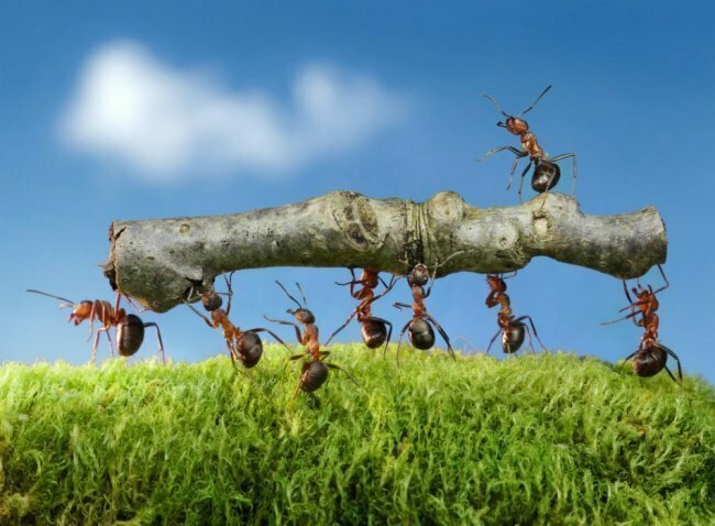 12. Ученые полагают, что муравьи способны переносить предметы в 5000 раз тяжелее их самих. Для сравнения, улитки могут переносить тяжесть лишь в десять раз больше их собственного веса.