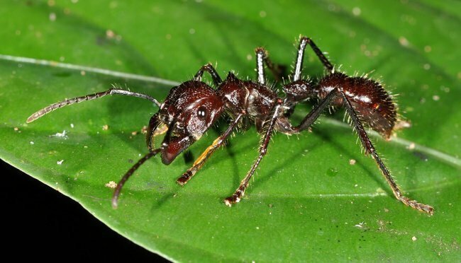 11. Укус муравьев вида Paraponera clavata ужасно болезненный, причем боль может длиться целые сутки. Этих насекомых часто называют «муравьями-пулями», потому что после их атаки кажется, что в вас кто-то выстрелил.