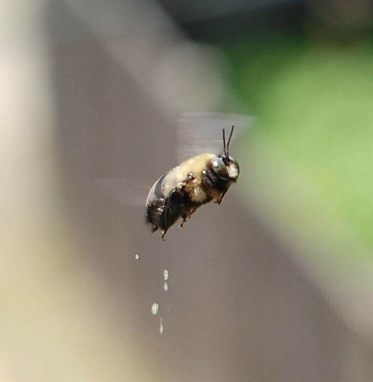 Пчела какает во время полёта
