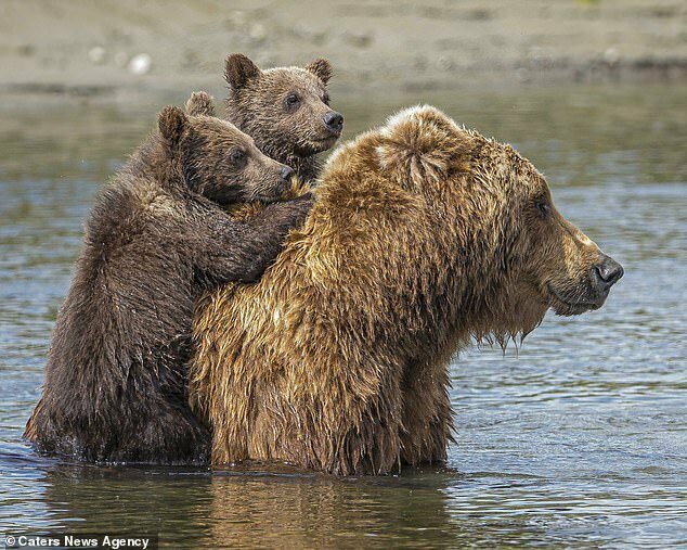 Как будто картинка из детской сказки про медведей!