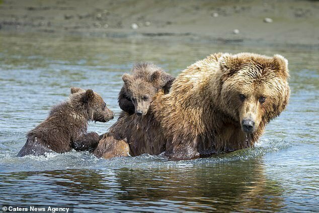 Мать переносит своих детенышей через воду