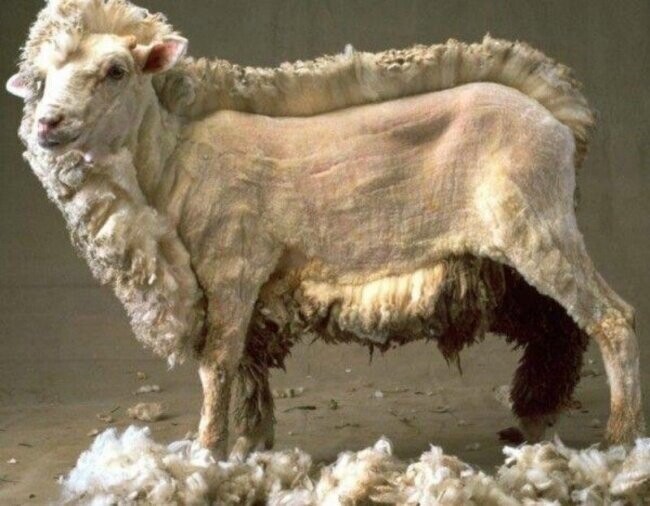 Наполовину обстриженная овца. Или наполовину не обстриженная.
