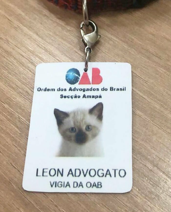 Как бездомный котенок получил должность помощника адвоката