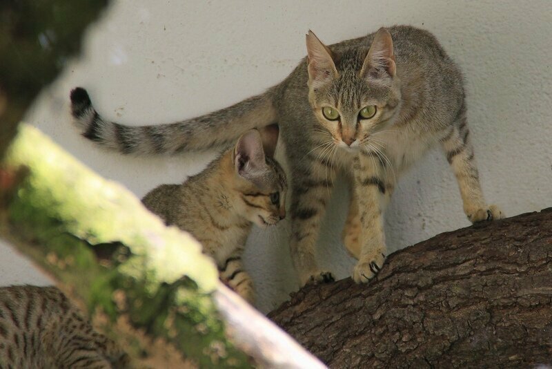 20 фактов о кошках, которые вы могли не знать