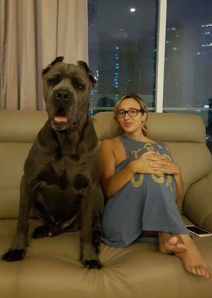 Собака по сравнению с её хозяйкой