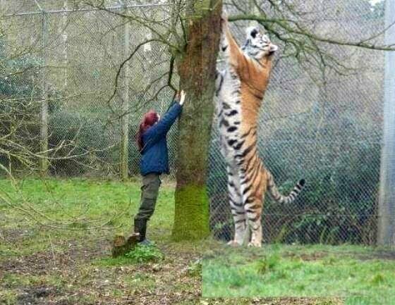 Уссурийский тигр по сравнению с человеком