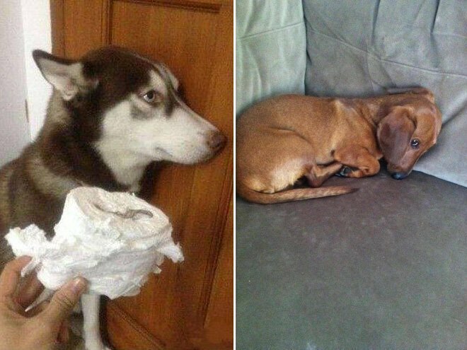 Собаки, которым невыносимо стыдно за свое поведение