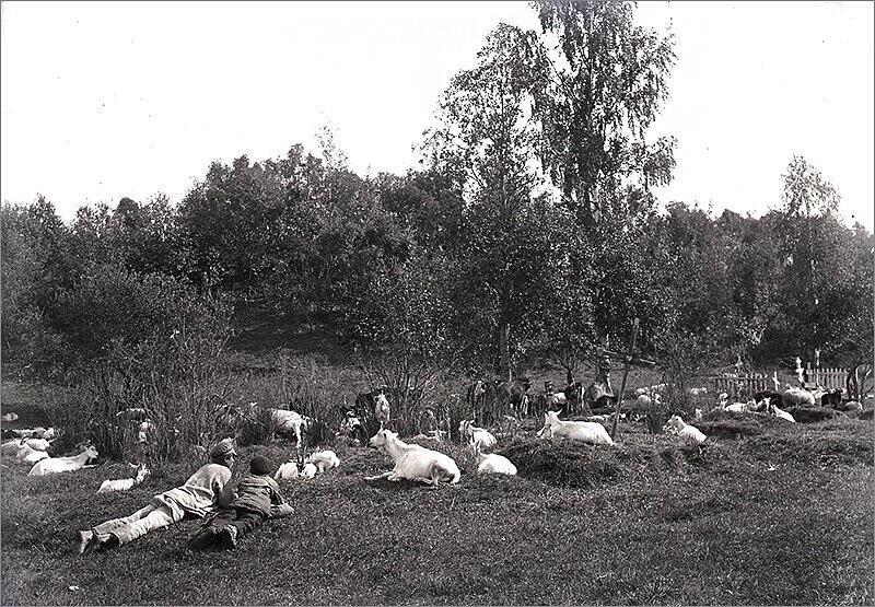 Стадо коз у сельского кладбища