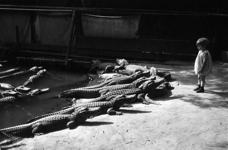 Девочка и крокодилы
