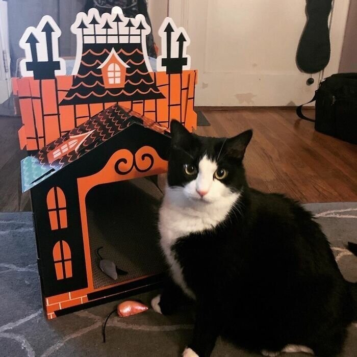 Дом-когтеточка для кошки на Хэллоуин