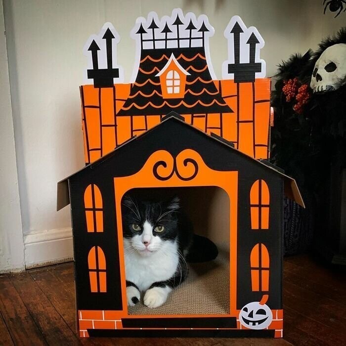 Дом-когтеточка для кошки на Хэллоуин
