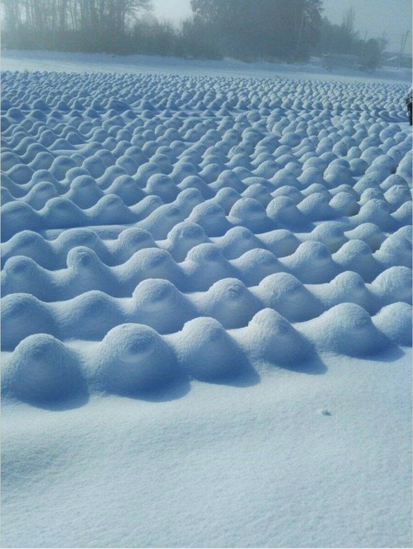Капустное поле, заваленное снегом