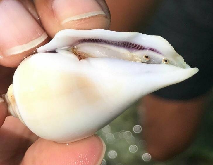 Глаза моллюска