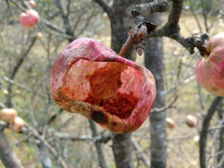 Яблоко, съеденное изнутри осами