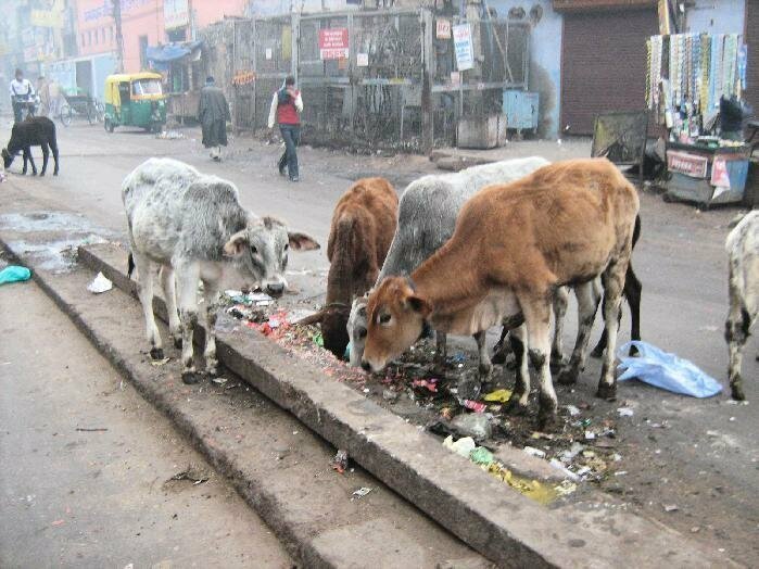 Священные бродяги: как бездомные коровы стали проблемой в Индии