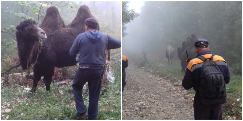 Незабываемая реакция спасателей Новороссийска на стадо верблюдов