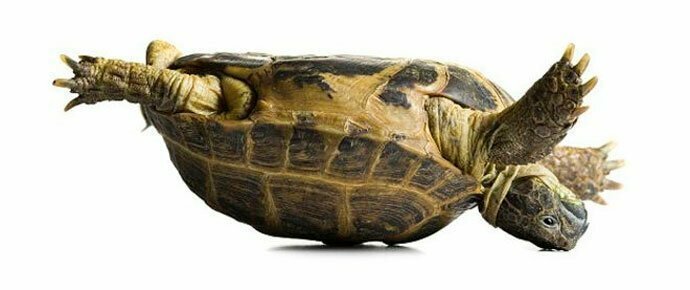 Как переворачиваются черепахи