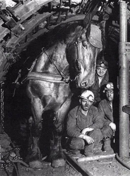 Шахтёры и их рабочая лошадь в забое. Франция, 1970 год. 