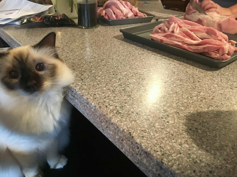 «Помощник продавца в мясной лавке выглядит подозрительно похожим на кота»