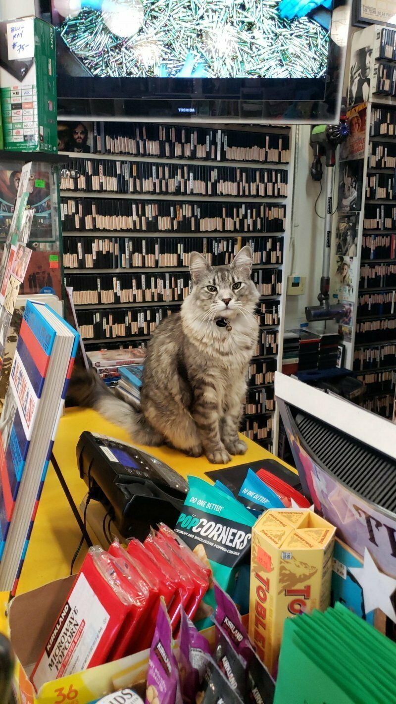 «Котик продает диски и пластинки в магазине недалеко от нашего дома»