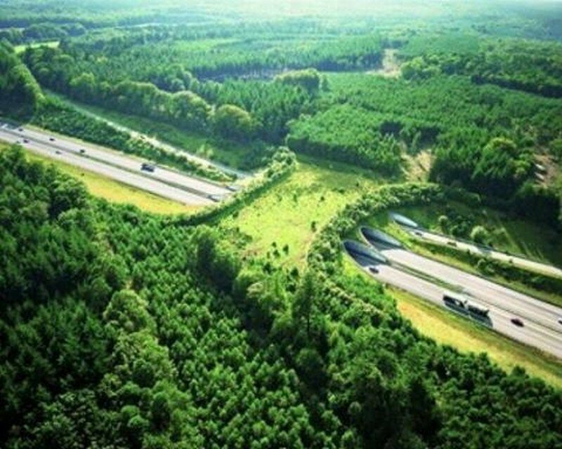 Автострада А50, Нидерланды
