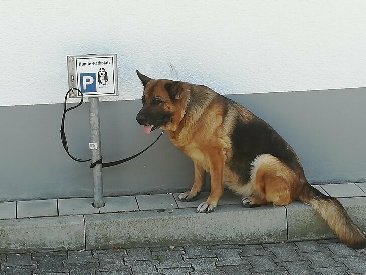 Специальное "парковочное место" для собаки