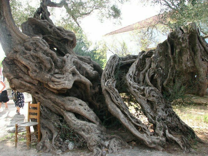 Оливковое дерево Крита