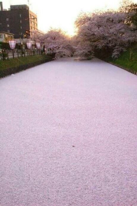Река, покрытая лепестками отцветшей вишни 