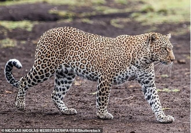 Зоркий фотограф смогла обнаружить хорошо затаившегося леопарда, но удастся ли это сделать вам?