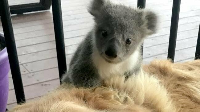 История, которая растрогала всю Австралию: ретривер спас детеныша коалы