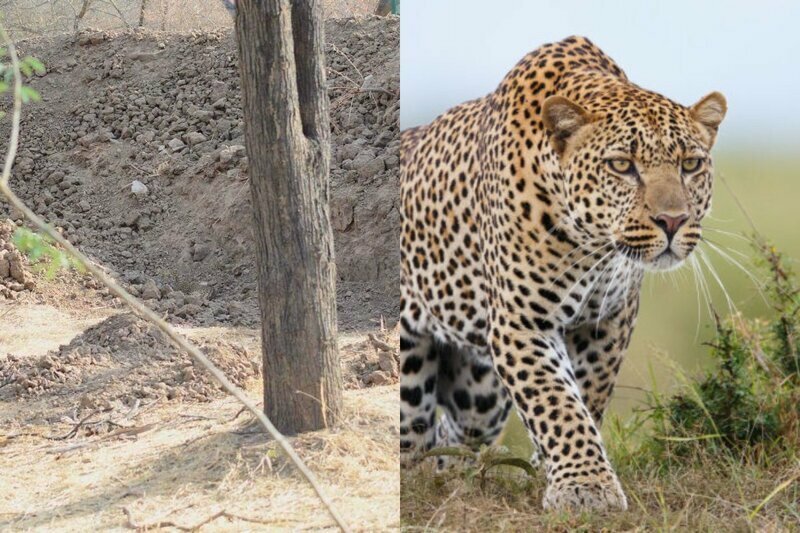 Найди кота: пользователи Сети пытаются отыскать на фото леопарда